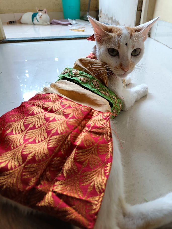 Milo the sleeping cat